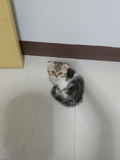 หาบ้านให้น้องค่าเพศ..ญ..วัยกำลังน่ารักน้องอายุ1เดือน50วันสนใจทักสก็อตแท้หูพับสนใจทักไลน์มาคุยนะค่าบ รูปที่ 3