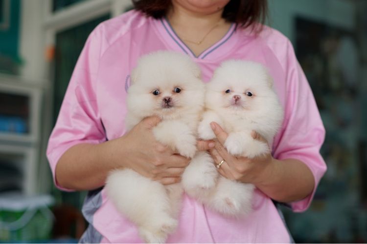ปอมสีขาว ขนแน่น รูปที่ 4