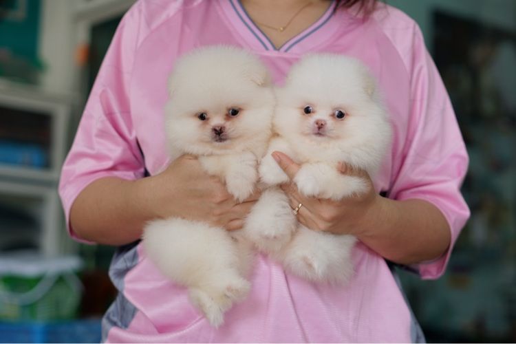 ปอมสีขาว ขนแน่น รูปที่ 5
