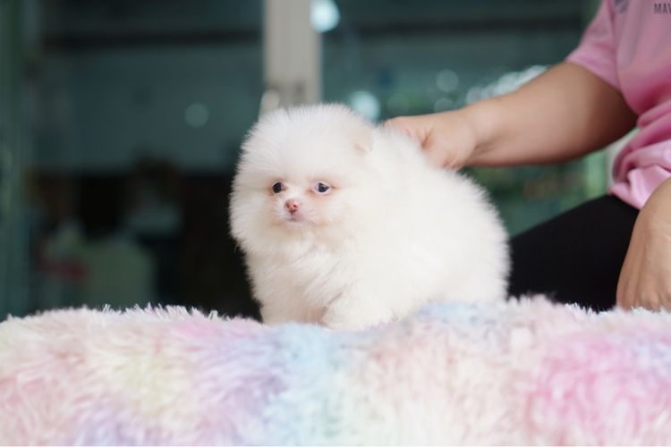 ปอมสีขาว ขนแน่น รูปที่ 3