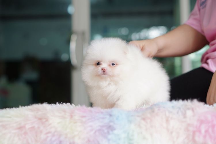 ปอมสีขาว ขนแน่น รูปที่ 2