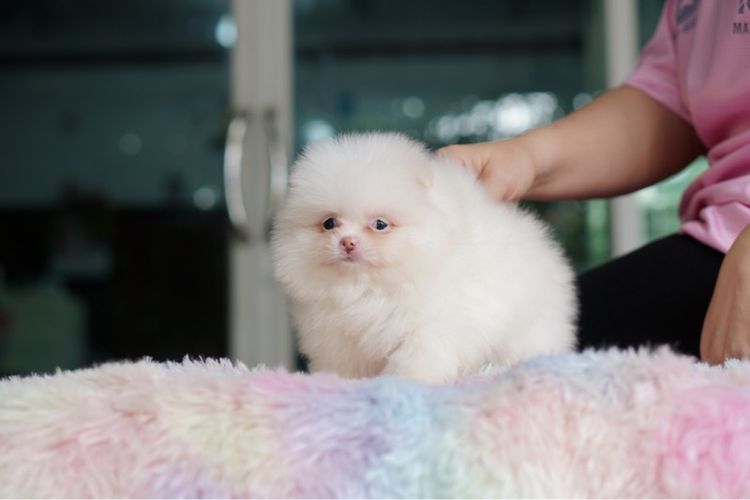 ปอมสีขาว ขนแน่น