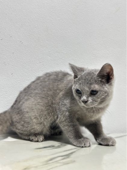 บริติช ชอร์ตแฮร์ (British Shorthair) แมวบริติช
