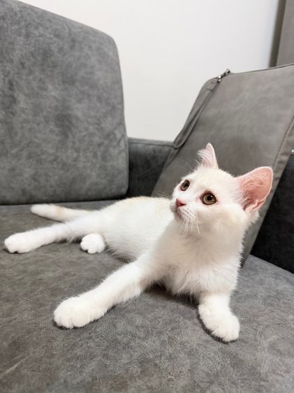 ลูกแมวสกอตติส-ขาวขนสั้น รูปที่ 16