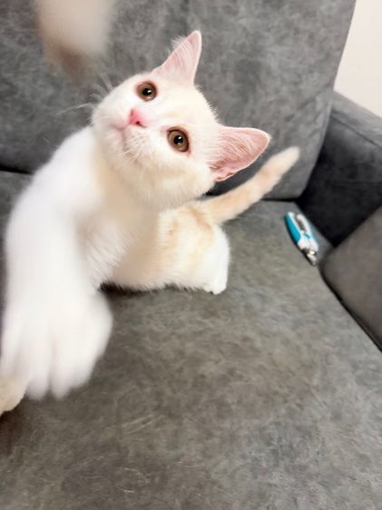 ลูกแมวสกอตติส-ขาวขนสั้น รูปที่ 10