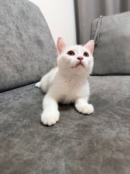ลูกแมวสกอตติส-ขาวขนสั้น รูปที่ 2