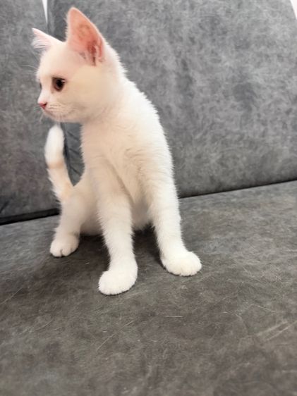 ลูกแมวสกอตติส-ขาวขนสั้น รูปที่ 13