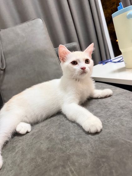 ลูกแมวสกอตติส-ขาวขนสั้น รูปที่ 18