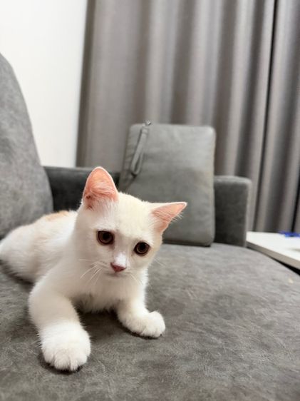 ลูกแมวสกอตติส-ขาวขนสั้น รูปที่ 9