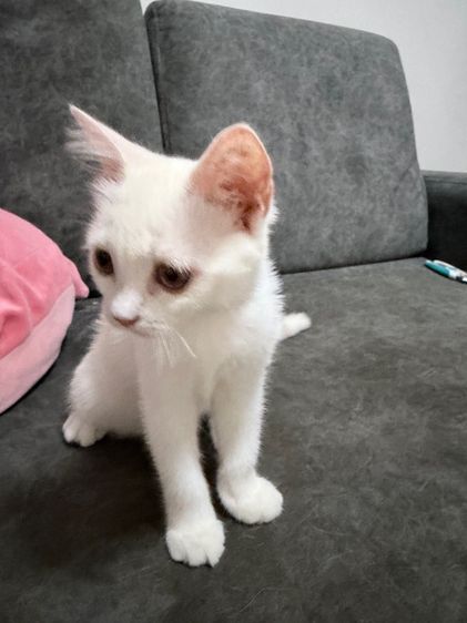 ลูกแมวสกอตติส-ขาวขนสั้น รูปที่ 8