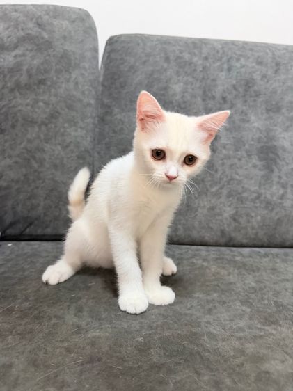 ลูกแมวสกอตติส-ขาวขนสั้น รูปที่ 15