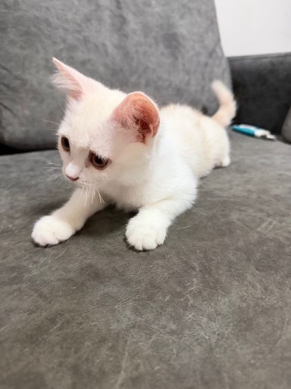 ลูกแมวสกอตติส-ขาวขนสั้น รูปที่ 3