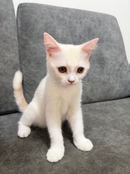 ลูกแมวสกอตติส-ขาวขนสั้น รูปที่ 11