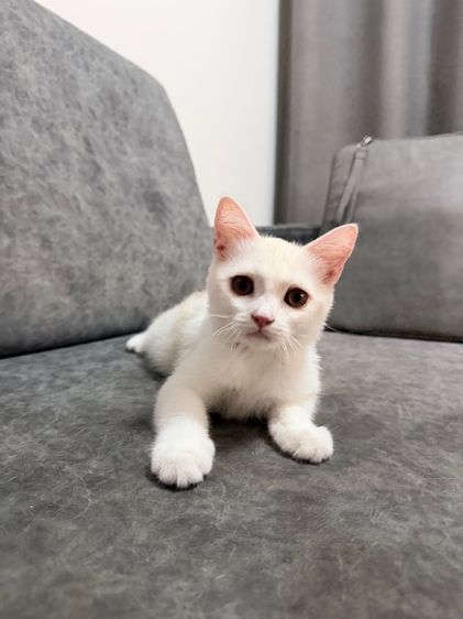สก็อตติช โฟลด์ (Scottish Fold) ลูกแมวสกอตติส-ขาวขนสั้น