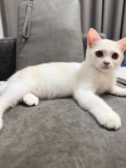 ลูกแมวสกอตติส-ขาวขนสั้น รูปที่ 17