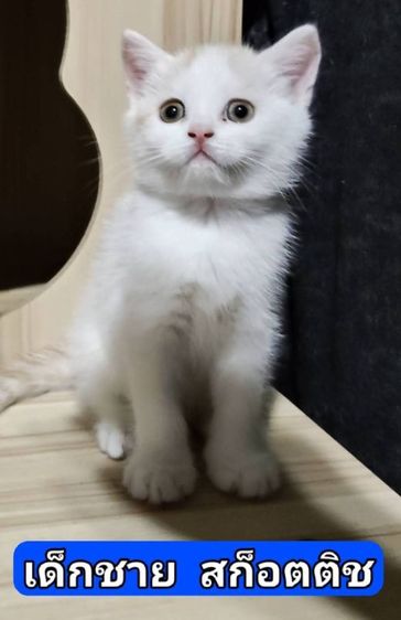 สก็อตติช โฟลด์ (Scottish Fold) เด็กชาย สก็อตติช อายุ2เดือนครึ่ง