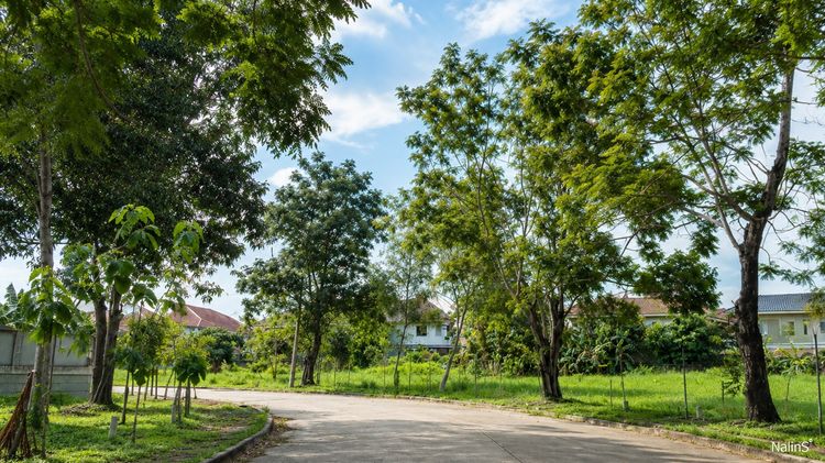 ขายที่ดิน 89 ตร.วา หมู่บ้าน Forest Park คลองสามวา ใกล้ IFB และซาฟารีเวิลด์ รูปที่ 4