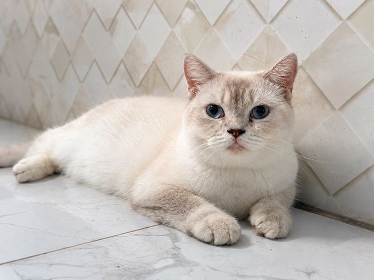 บริติช ชอร์ตแฮร์ (British Shorthair) แมวบริติชลดประชากร