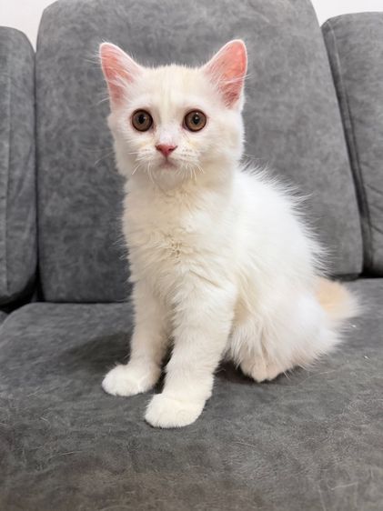 สก็อตติช โฟลด์ (Scottish Fold) แมวสกอสติส-ครีมขาว