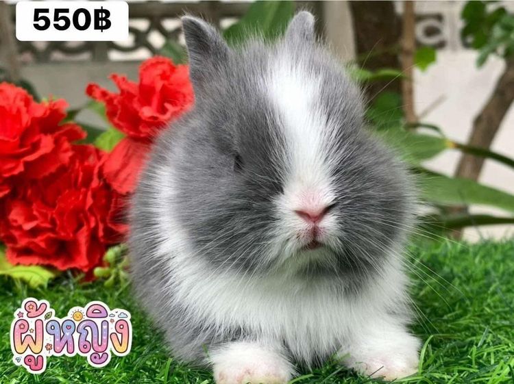 กระต่ายพันธุ์ holland lop และ Netherland dwarf รูปที่ 3