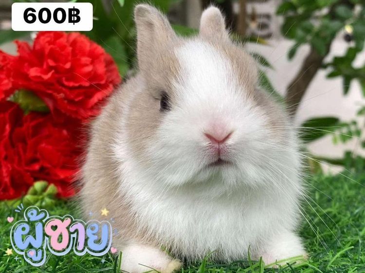 กระต่ายพันธุ์ holland lop และ Netherland dwarf รูปที่ 2