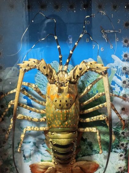 🦞 ขายด่วน! กรอบรูปกุ้งมังกรสตัฟฟ์แท้ (มีนาฬิกาในตัว)