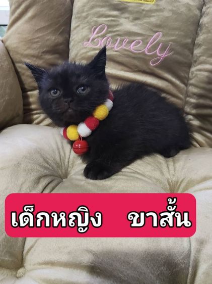 เด็กหญิง ขาสั้น สีดำ อายุ2เดือน