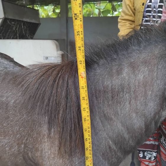 ม้าแคระ Shetland Pony (จูน) รูปที่ 6