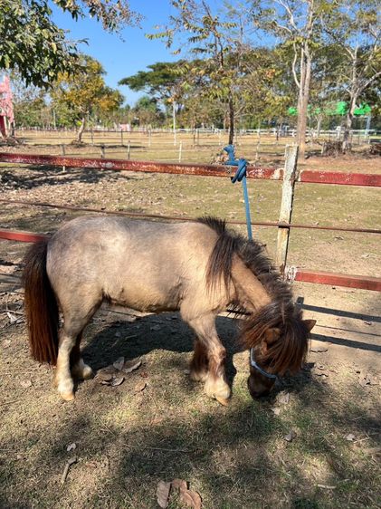 ม้าแคระ Shetland Pony (จูน) รูปที่ 3