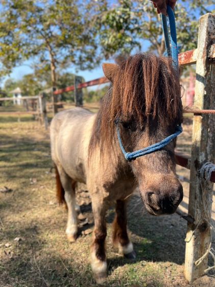 ม้าแคระ Shetland Pony (จูน) รูปที่ 2