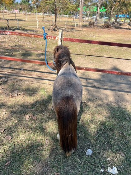 ม้าแคระ Shetland Pony (จูน) รูปที่ 5