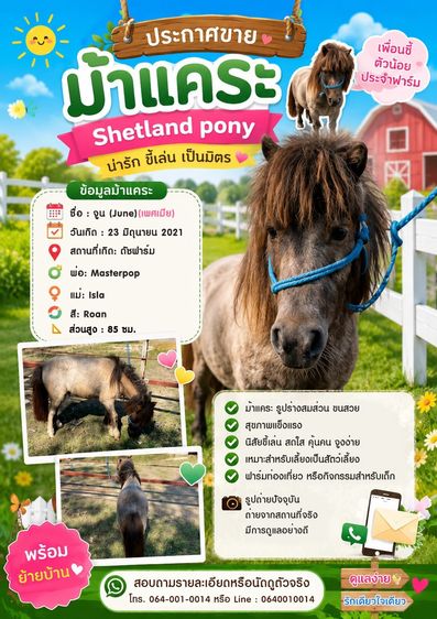 ม้าแคระ Shetland Pony (จูน)