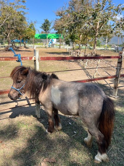 ม้าแคระ Shetland Pony (จูน) รูปที่ 4
