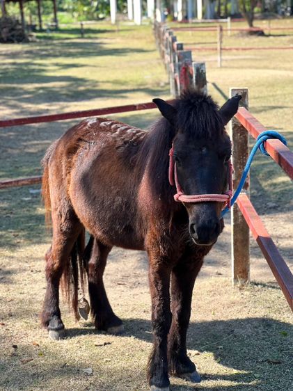 ม้าแคระ Shetland Pony (ออกัส) รูปที่ 2