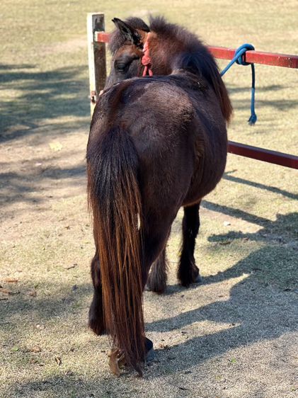 ม้าแคระ Shetland Pony (ออกัส) รูปที่ 6