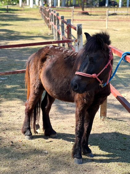 ม้าแคระ Shetland Pony (ออกัส) รูปที่ 4