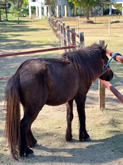 ม้าแคระ Shetland Pony (ออกัส) รูปที่ 5
