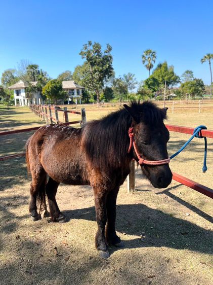 ม้าแคระ Shetland Pony (ออกัส) รูปที่ 3