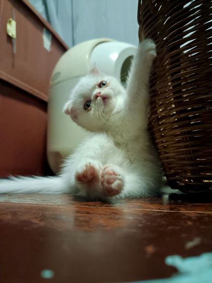 สก็อตติช โฟลด์ (Scottish Fold) น้องสก๊อตติชหูพับดีด