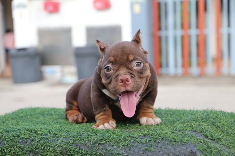 บูลลี่ (Bully) เล็ก อเมริกันบูลลี่ amaricanbullly