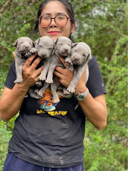 Thai Ridgeback dog รูปที่ 4