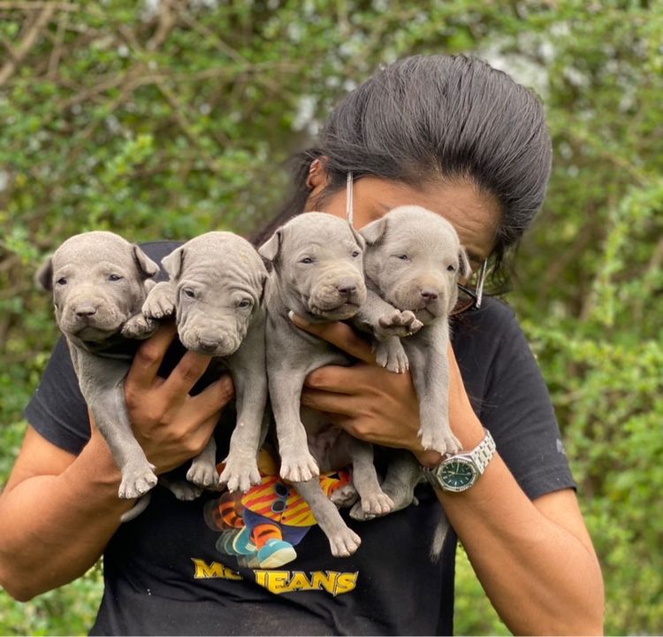 Thai Ridgeback dog รูปที่ 3