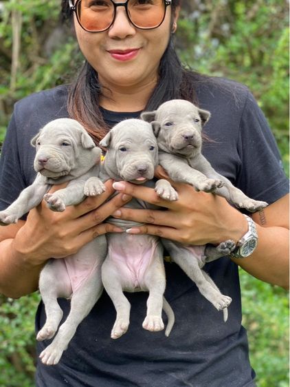 Thai Ridgeback dog