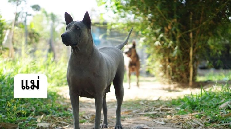 Thai Ridgeback dog รูปที่ 8