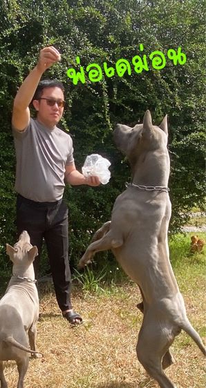 Thai Ridgeback dog รูปที่ 6