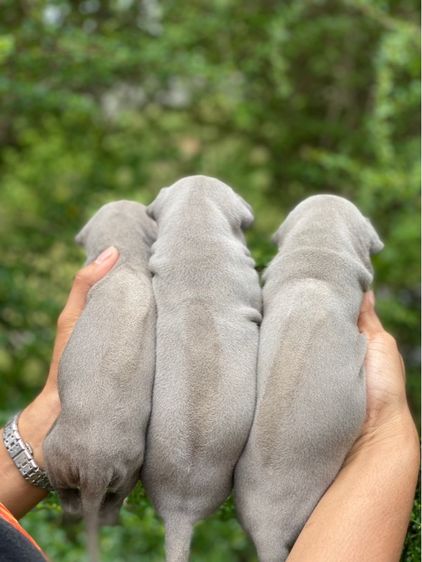 Thai Ridgeback dog รูปที่ 2