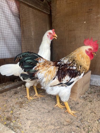 ไก่ไข่ ไวท์เลกฮอร์น
