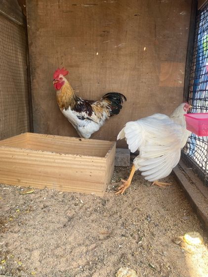 ไก่ไข่ ไวท์เลกฮอร์น รูปที่ 3