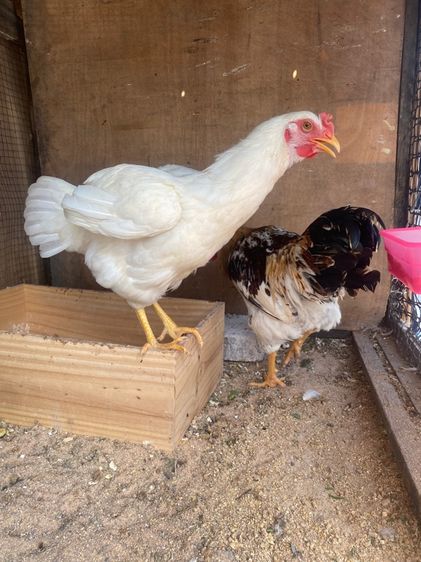 ไก่ไข่ ไวท์เลกฮอร์น รูปที่ 2