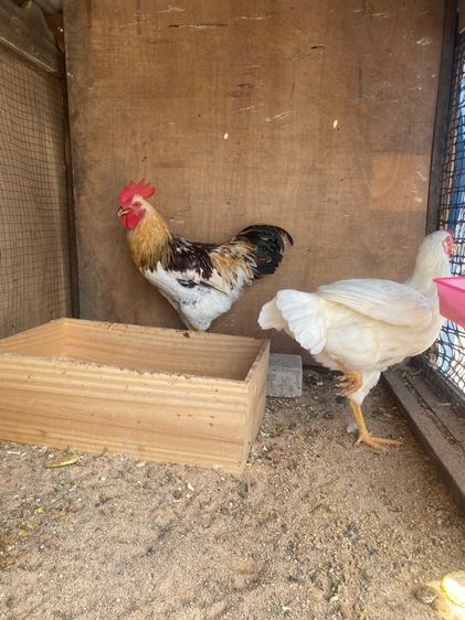 ไก่ไข่ ไวท์เลกฮอร์น รูปที่ 4